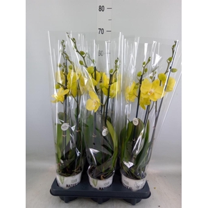 Phalaenopsis  'Ant Savona'