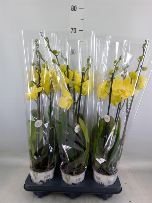 <h4>Phalaenopsis  'Ant Savona'</h4>