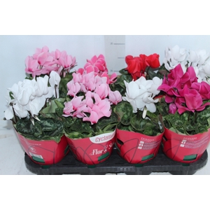 CYCLAMEN P14