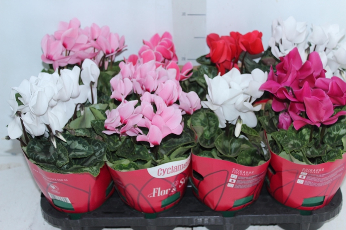 <h4>CYCLAMEN P14</h4>