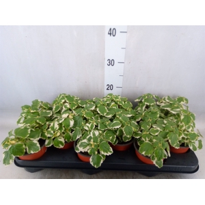 Plectranthus   ...