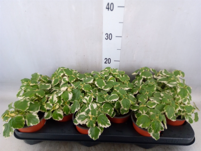 <h4>Plectranthus   ...</h4>