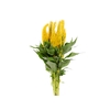 CELOSIA PLUMOSA CENTURY YELLOW 070 CM