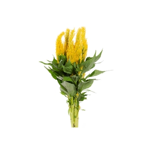 CELOSIA PLUMOSA CENTURY YELLOW 050 CM