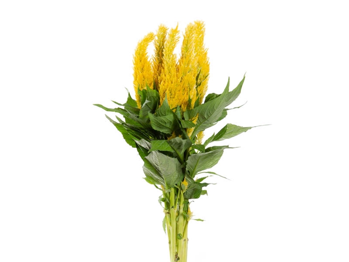 CELOSIA PLUMOSA CENTURY YELLOW 070 CM