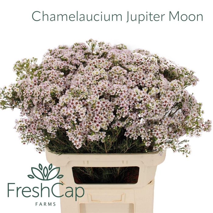 <h4>Chamelaucium Jupiter Moon</h4>