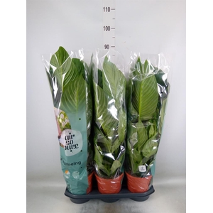 Spathiphyllum  'Sweet Isabella'