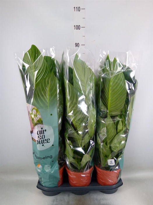 <h4>Spathiphyllum  'Sweet Isabella'</h4>