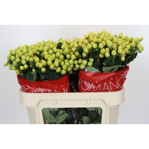 Hypericum Smiley Romance