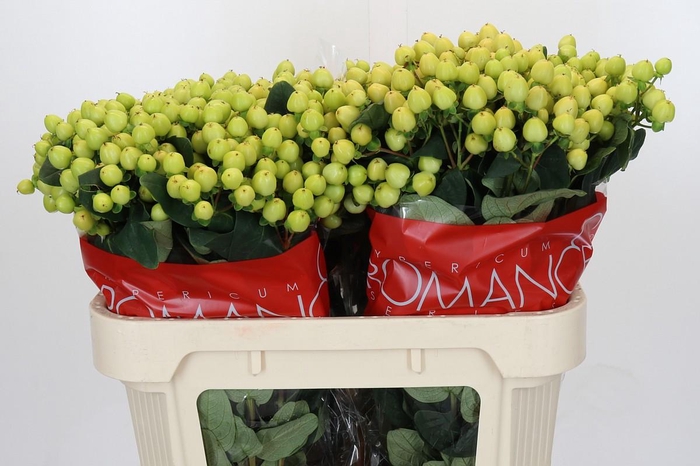 <h4>Hypericum Smiley Romance</h4>