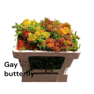 ASCL T GAY BUTTERFL