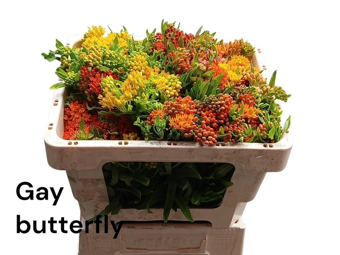 <h4>ASCL T GAY BUTTERFL</h4>