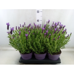 Lavandula stoec. 'Anouk'