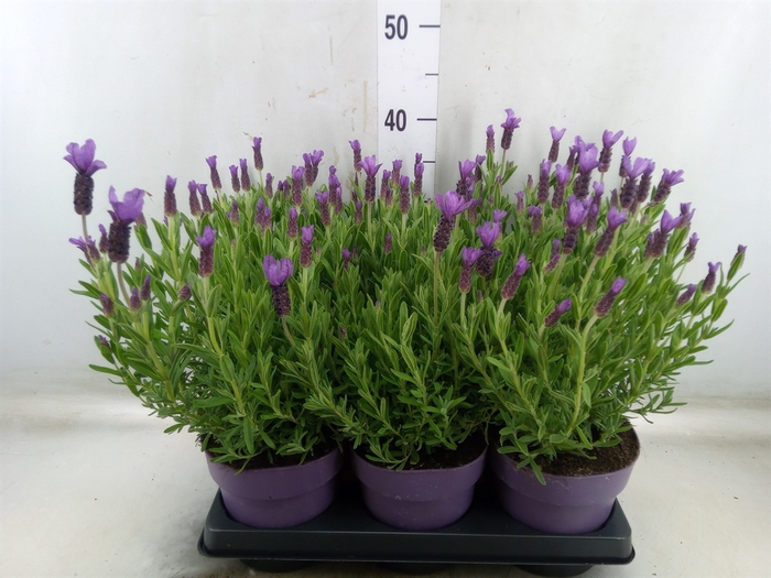 <h4>Lavandula stoec. 'Anouk'</h4>