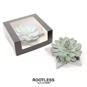 ROOTLESS Echeveria, Grey star - black box