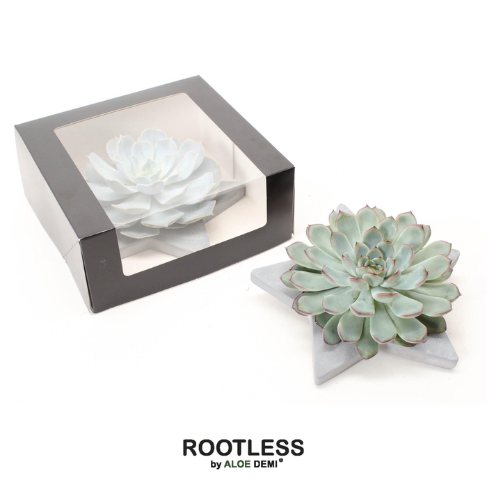 <h4>ROOTLESS Echeveria, Grey star - black box</h4>