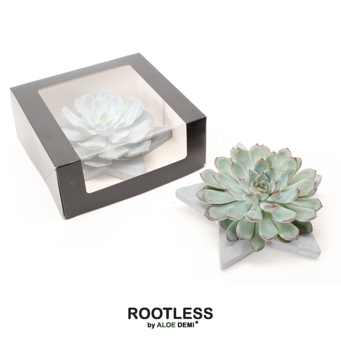 <h4>ROOTLESS Echeveria, Grey star - black box</h4>