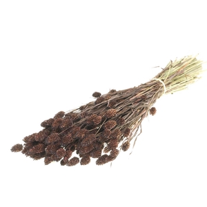 Phalaris Deep Brown