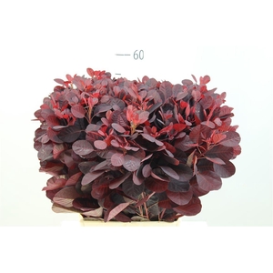 Cotinus Royal Purple