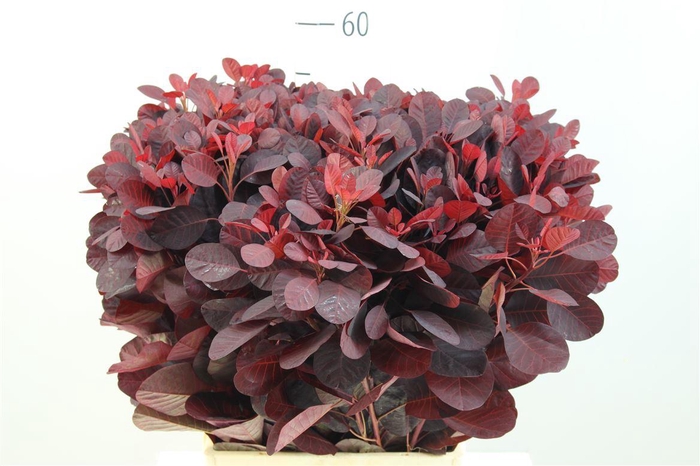 <h4>Cotinus Royal Purple</h4>