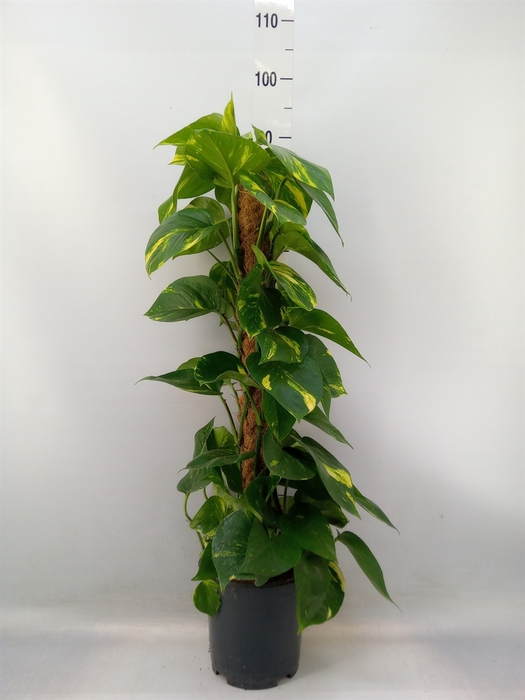 <h4>Epipremnum pinn.   ...moss stick</h4>