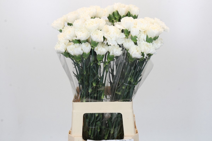 <h4>Dianthus St Moonlight</h4>