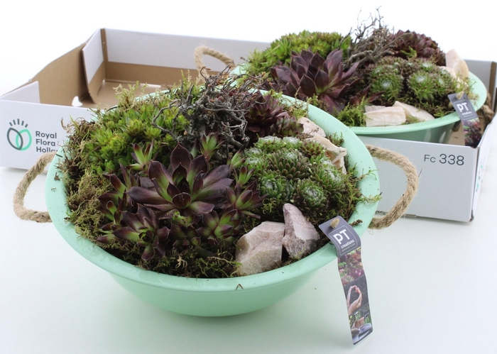 <h4>ARR SEMPERVIVUM</h4>