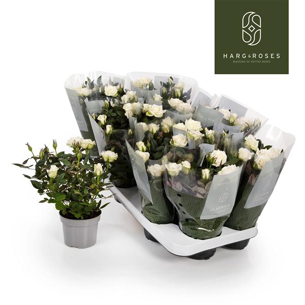 <h4>Rosa Kordana Alaska (Wit)</h4>