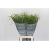 Panicum Fountain