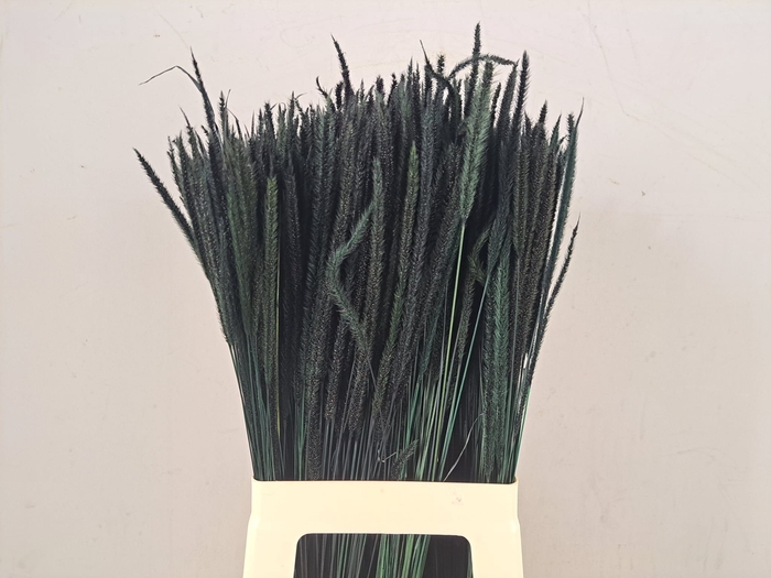 <h4>DF Carmen Grass Dark Green 50g</h4>