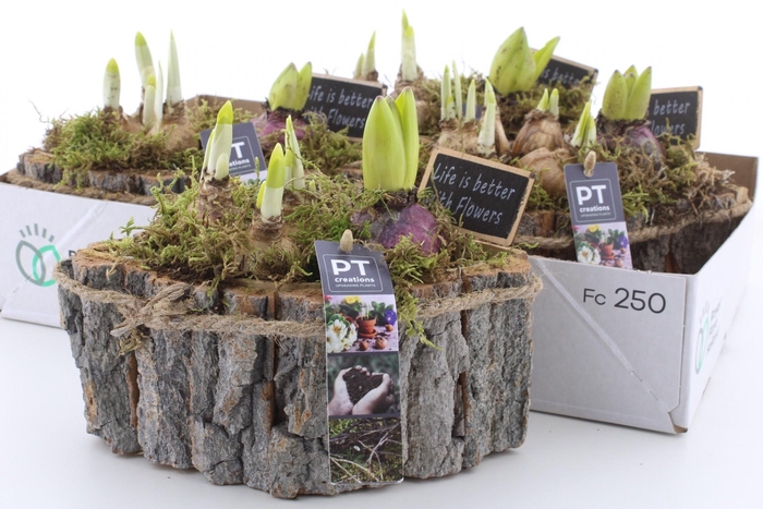 <h4>ARR BOL KNOLGEWAS</h4>