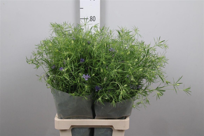 <h4>Nige Bucharica</h4>