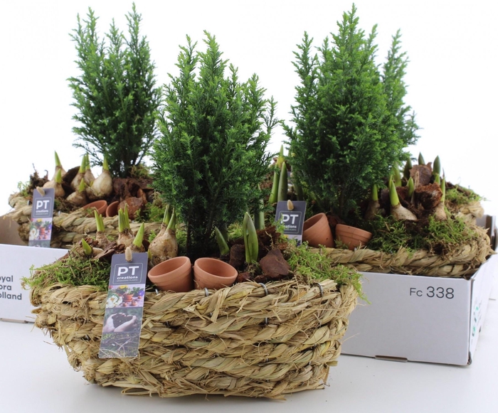 <h4>ARR PL IN SCHAAL</h4>