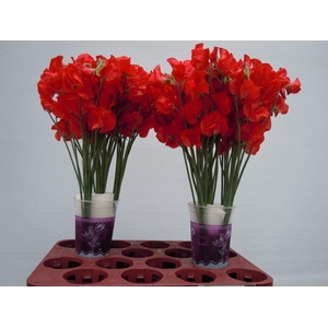 Lathyrus Parfum Red