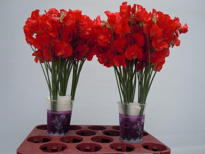 <h4>Lathyrus Parfum Red</h4>