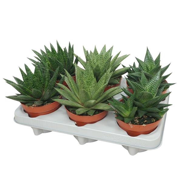 <h4>Aloe gemengd</h4>