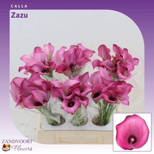 Calla Zazu