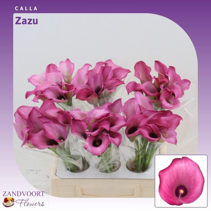 <h4>Calla Zazu</h4>