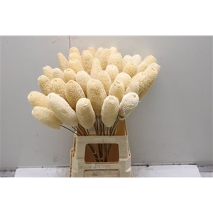 Luffa Bleached