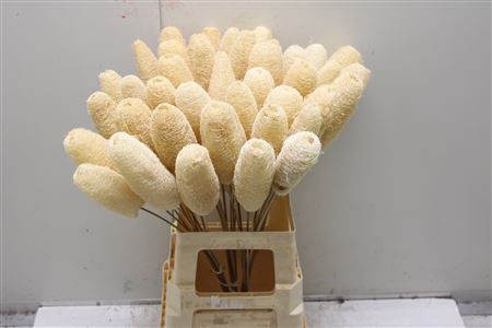 <h4>Luffa Bleached</h4>