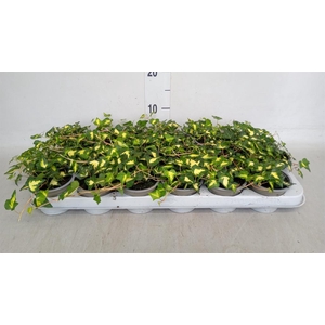 Hedera helix 'Goldheart'