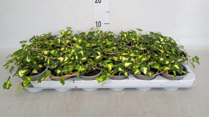 <h4>Hedera helix 'Goldheart'</h4>