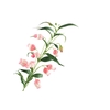 Sandersonia Pink