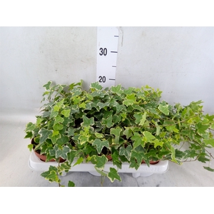 Hedera helix 'Eva'