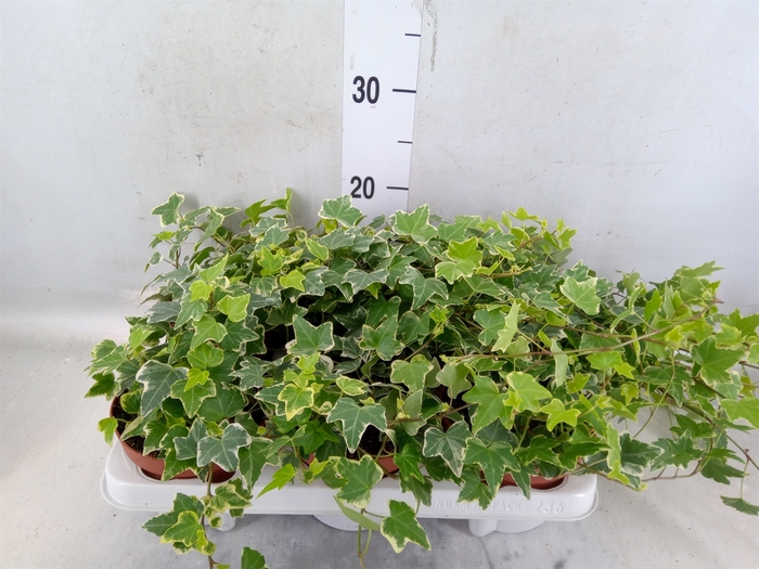 <h4>Hedera helix 'Eva'</h4>