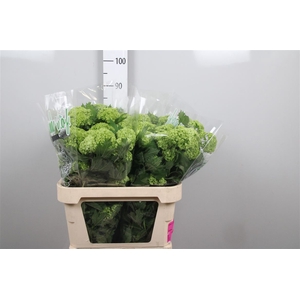 Viburnum Roseum St 2 Bal