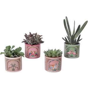 Succulenten mix Ø10,5cm in Ceramic Pot Exotic Animals Ø12cm