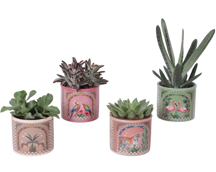 <h4>Succulenten mix Ø10,5cm in Ceramic Pot Exotic Animals Ø12cm</h4>