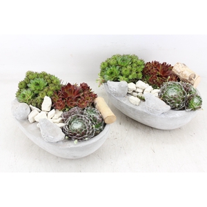 arr4 Semp JS - Ker. vogel ovaal 338/3