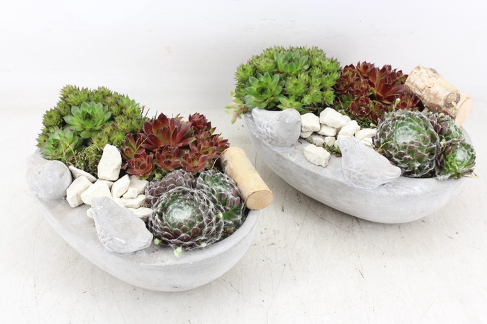 <h4>arr4 Semp JS - Ker. vogel ovaal 338/3</h4>